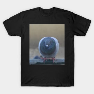 Valentine Pigeon Bird T-Shirt